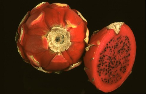 Exotic fruits: Vietnamese dragon fruit