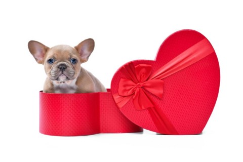 Valentine's day puppy