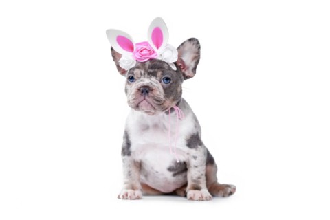 Merle tan French Bulldog dog puppy with Easter bunny headband on white background