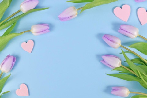 Violet tulip spring flowers and heart ornaments on blue background with copy space