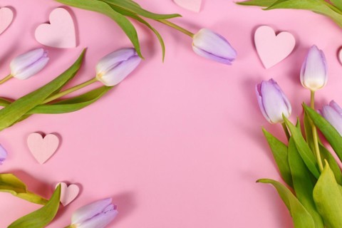 Violet tulip spring flowers and heart ornaments on pink background with copy space