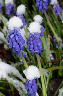 Vineyard grape hyacinth some inflorescences with blue flowers in snow