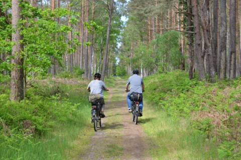 Woman and man cycling in the Darss Forest