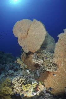 Giant sea fan
