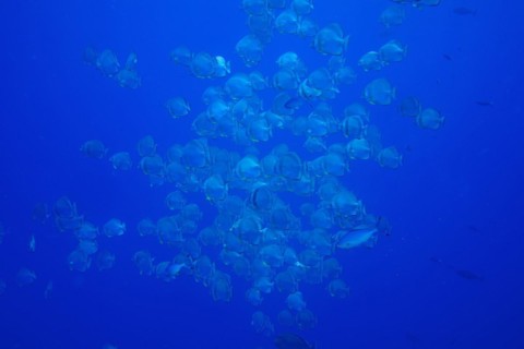 Large group of roundhead batfish