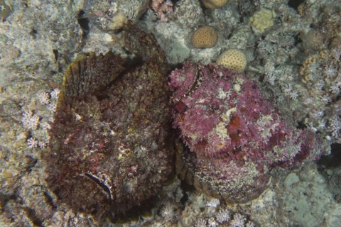 Pair of skipjack