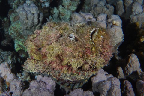 Reef stonefish
