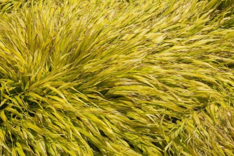 All Gold ornamental grass
