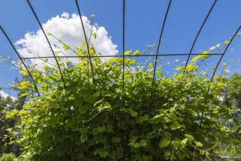 Grape Vine