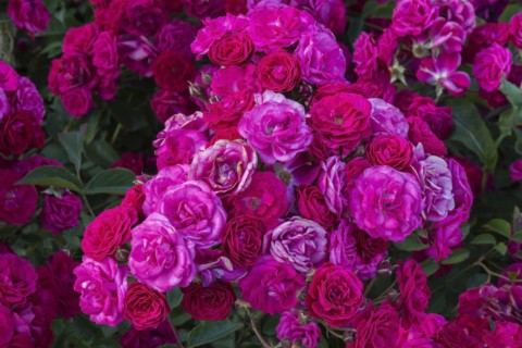 Moderns Shrub Rose