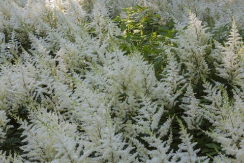 Astilbe Bergkristall