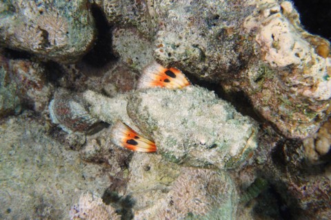 A well-camouflaged humphead dragonhead