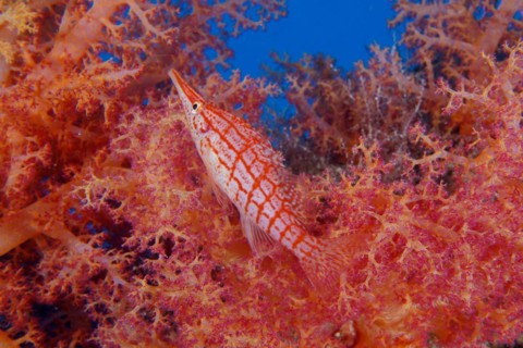 Longnose hawkfish