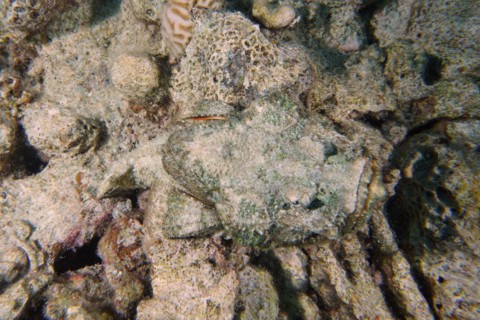 A well camouflaged humphead dragonhead
