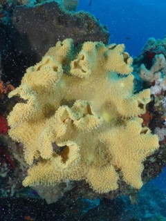 Rough leather coral