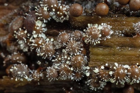 Red-headed slime mould white fruiting balls on several conical red-brown fruiting bodies next to each other on tree trunk