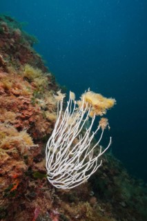 White gorgonian