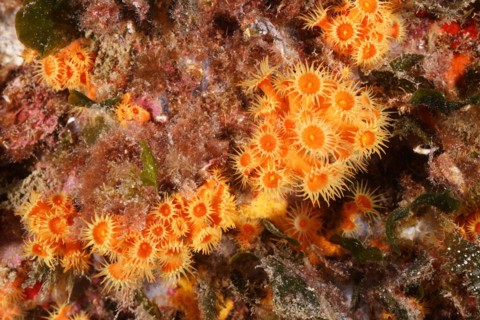 Yellow cluster anemone