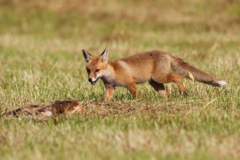 Red fox
