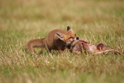 Red fox