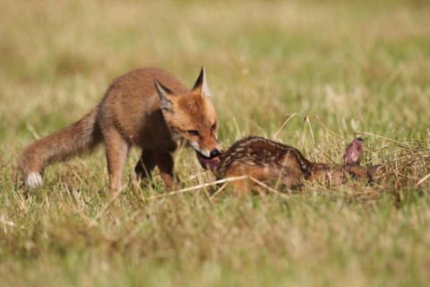 Red fox