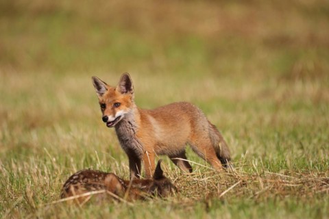 Red fox