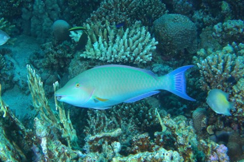 Indian longnose parrotfish