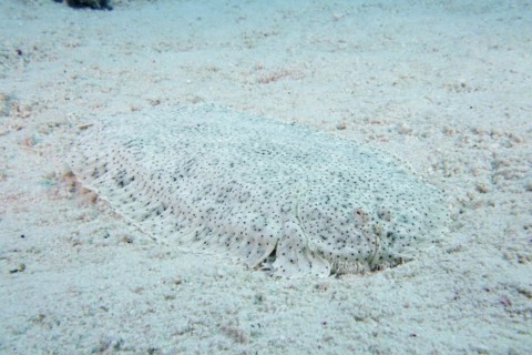 Well camouflaged finless sole