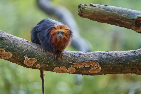 Golden-headed lion tamarin