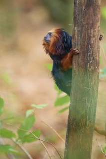 Golden-headed lion tamarin