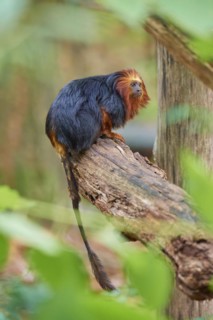 Golden-headed lion tamarin