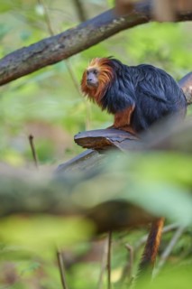 Golden-headed lion tamarin