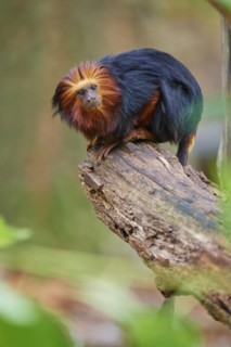 Golden-headed lion tamarin