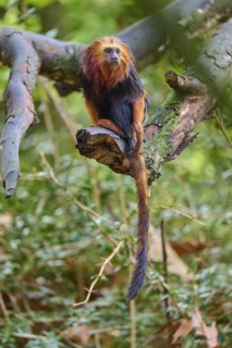 Golden-headed lion tamarin