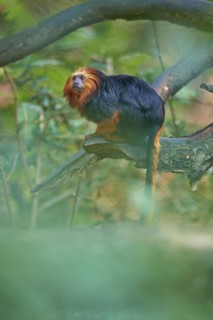 Golden-headed lion tamarin