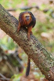 Golden-headed lion tamarin