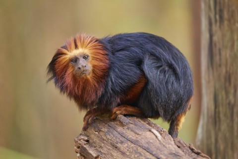 Golden-headed lion tamarin