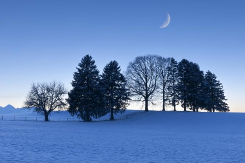Trees in the snow