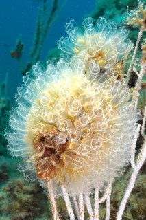 Close-up of colony of translucent sea squirt