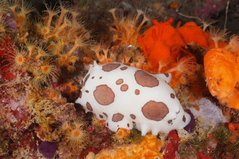 Leopard snail
