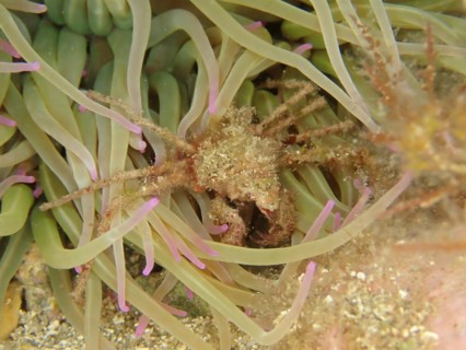 Long-legged ghost crab