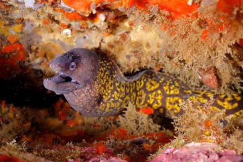 Mediterranean moray