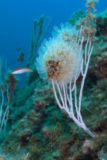 Colony of translucent sea squirt