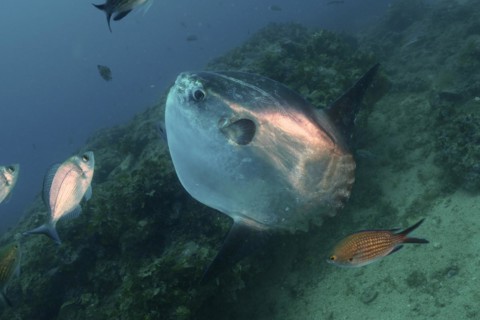 Ocean sunfish