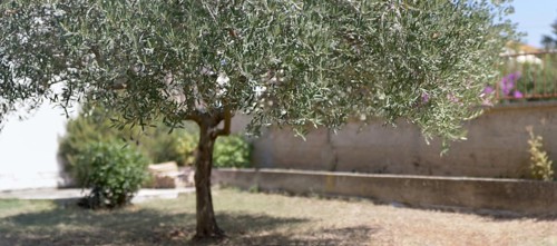 Small olive oil tree in a garden