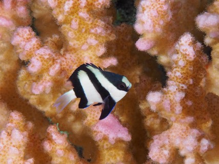 Whitetail dascyllus