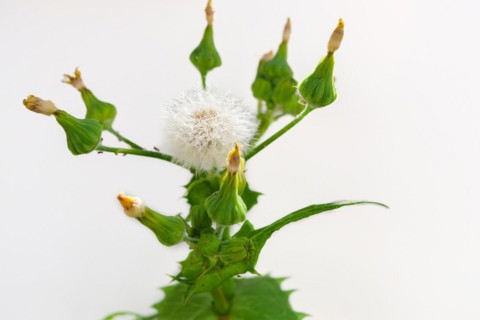 Close-up of a