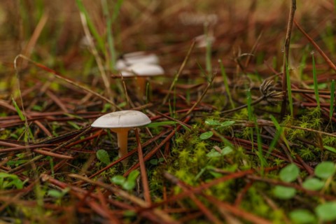 Close-up of mushroom