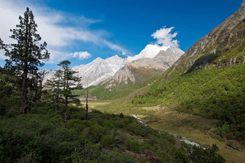 Mountain forest at 4500 m altitude in Kham