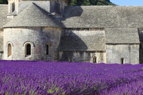 Cistercian monastery of Senanque beside lavender field